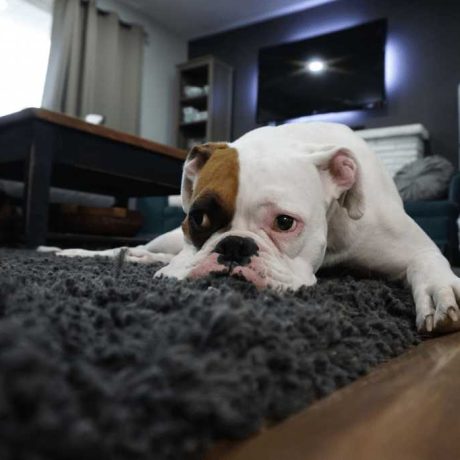 Carpet Cleaners Near Me